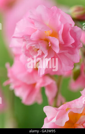 Helianthemum 'Pink Angel' Rock Rose doppia maggio fiorito Foto Stock