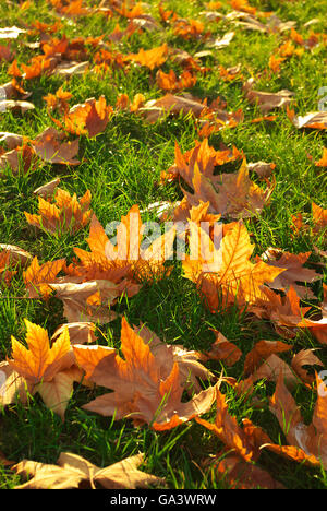 Foglie di autunno sul terreno di erba. La natura della composizione. Foto Stock