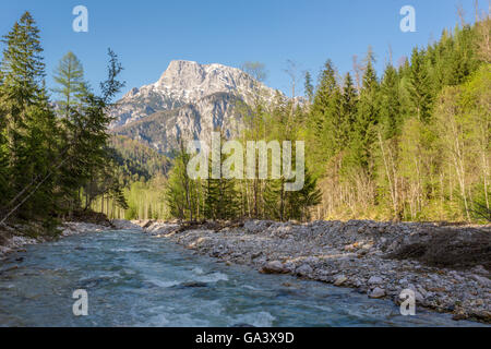 Buchstein Goßer, montagna, Johnsbach Creek, Foresta, alberi, Nationalpark Gesäuse, Stiria, Austria Foto Stock