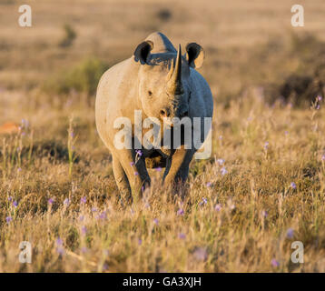 Un adulto solitario Rinoceronte nero nella prateria in Africa australe Foto Stock