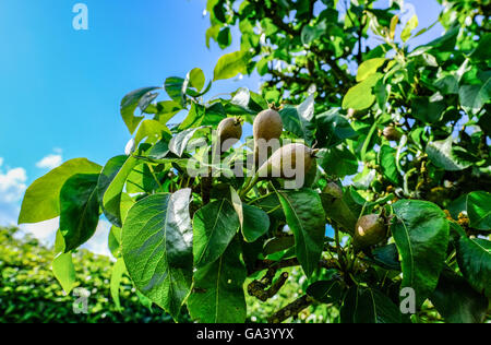 Pere mature viste in un frutteto inglese, per cui la frutta sarà pressata in sidro commerciale. Foto Stock