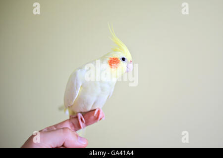 Pappagallo giallo cockatiel seduto al dito Foto Stock