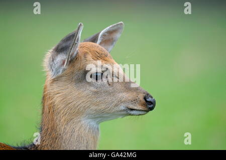 Dybowski cervi sika, fulvo / (Cervus nippon dybowskii) Foto Stock