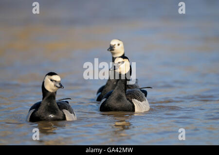 Oche facciabianca, Basso Reno, Renania settentrionale-Vestfalia, Germania / (Branta leucopsis) Foto Stock