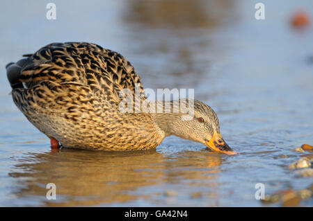 Il Germano Reale, femmina, Basso Reno, Renania settentrionale-Vestfalia, Germania / (Anas platyrhynchos) Foto Stock