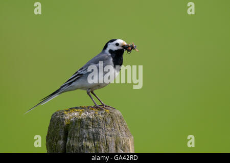 Pied Wagtail con la preda, Paesi Bassi / (Motacilla alba) / Bianco Wagtail, laterale Foto Stock