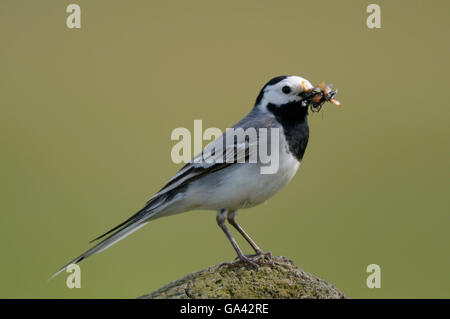 Pied Wagtail con la preda, Paesi Bassi / (Motacilla alba) / Bianco Wagtail, laterale Foto Stock