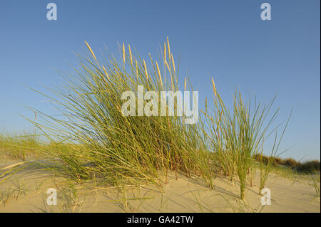 Marram sulla duna, riserva naturale de Slufter, parco nazionale Duinen van Texel, Texel, Paesi Bassi / (Ammophila arenaria) Foto Stock