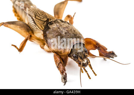 Mole cricket (Gryllotalpidae) isolato su sfondo bianco Foto Stock
