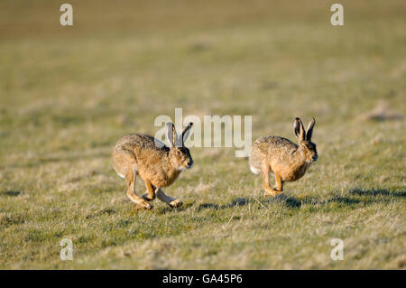 Brown lepri, Texel, Paesi Bassi / (Lepus europaeus) Foto Stock