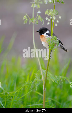 Stonechat, maschio, Dingdener Heide, Germania / (Saxicola torquata) Foto Stock