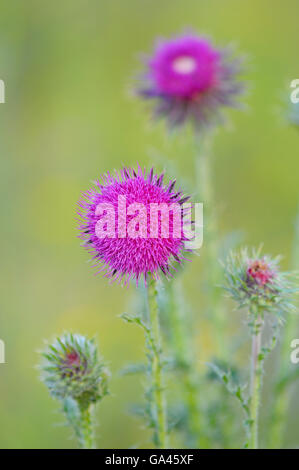 Musk Thistle, Oberhausen, Germania / (Carduus nutans) Foto Stock