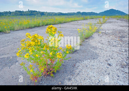 Erba di San Giovanni, Oberhausen, Germania / (Hypericum perforatum) Foto Stock