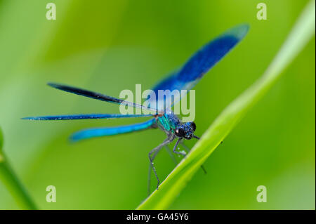 Nastrare demoiselle, maschio, Erle, Germania / (Calopteryx splendens) Foto Stock