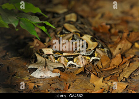 Gaboon viper / (Bitis rinoceronte) Foto Stock