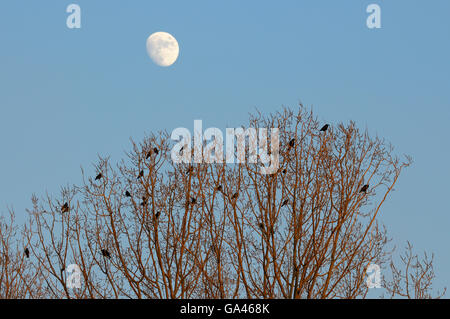 La cornacchia, in serata, Duisburg, Germania / (Corvus monedula) Foto Stock