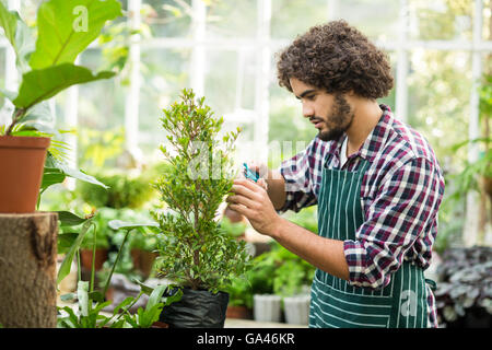 Giardiniere maschio la potatura di piante in vaso Foto Stock