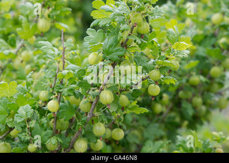 Ribes crispa uva. Uva spina Invicta. Uva spina sulla boccola Foto Stock