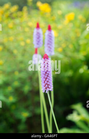 Primula Vialii. Orchid Primrose. Poker Primrose Foto Stock