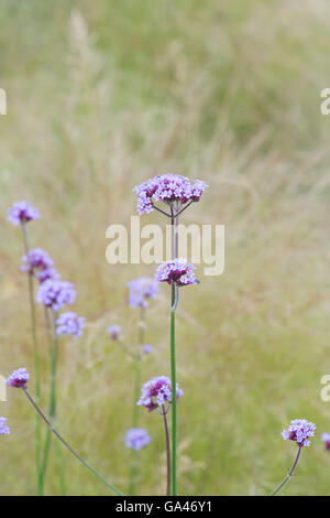 Verbena bonariensis. Vervain argentino fiori nella parte anteriore del stipa erba. Foto Stock