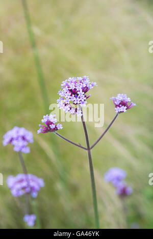 Verbena bonariensis. Vervain argentino fiori nella parte anteriore del stipa erba. Foto Stock