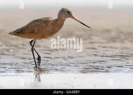 In marmo (godwit Limosa fedoa) passeggiate sulla spiaggia, penisola di Bolivar, Texas, Stati Uniti d'America Foto Stock