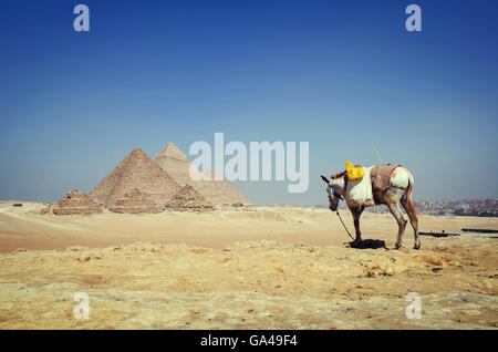 Un bianco asino debole nel deserto da una vista panoramica delle piramidi Foto Stock