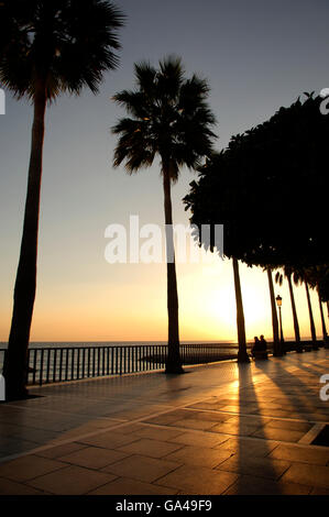 Palme gettando ombre al tramonto Foto Stock