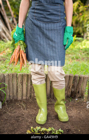 Sezione bassa di giardiniere con carote in giardino Foto Stock