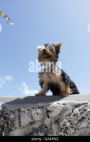 Cucciolo di Yorkie giocattolo in piedi nel muro di pietra di guardare avanti con un cielo blu sullo sfondo Foto Stock