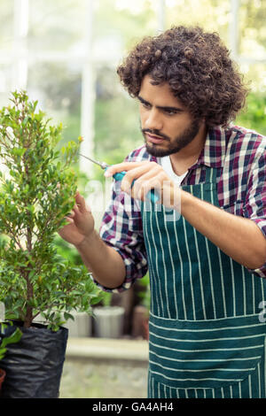 Giovane maschio giardiniere la potatura di piante in vaso Foto Stock