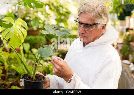 Scienziato maschio in clean suit esaminando le foglie di piante Foto Stock