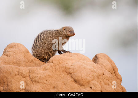 La mangusta nastrati seduto su un tumulo termite dove tane (Mungos mungo), il Parco Nazionale di Tarangire e, Tanzania Foto Stock