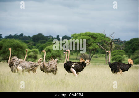 Gruppo di struzzi comune (Struthio camelus), il Parco Nazionale di Tarangire e, Tanzania Foto Stock