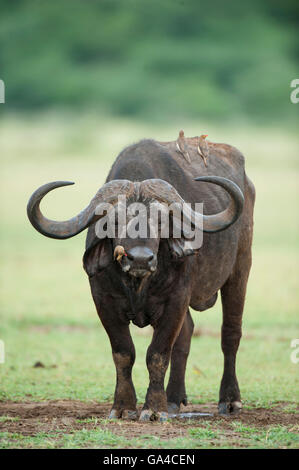Buffalo (Syncerus caffer caffer), il Lago Manyara National Park, Tanzania Foto Stock