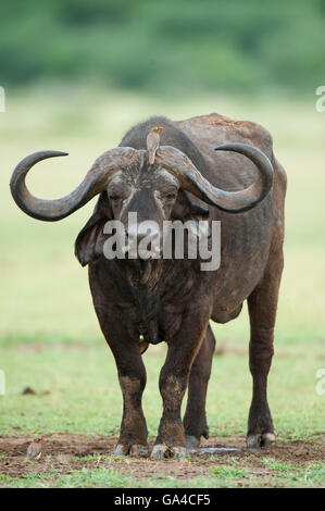 Buffalo (Syncerus caffer caffer), il Lago Manyara National Park, Tanzania Foto Stock