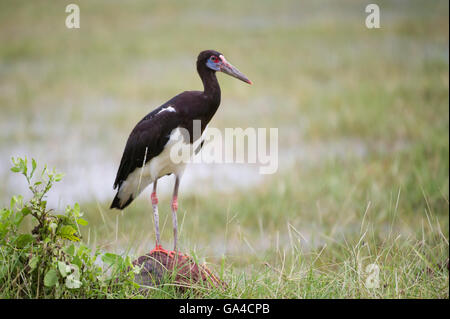 La Abdim Stork, Ciconia abdimii, Lake Manyara National Park, Tanzania Foto Stock