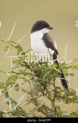 Long-tailed fiscale, Lanius cabanisi, Lake Manyara National Park, Tanzania Foto Stock