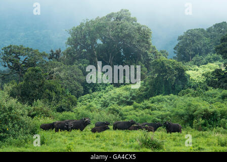 Buffalo nella foresta sul bordo del cratere (Syncerus caffer caffer), Ngorongoro Conservation Area, Tanzania Foto Stock