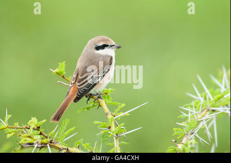 Red-backed shrike, Lanius collurio, Lake Manyara National Park, Tanzania Foto Stock