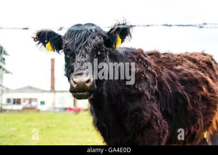 Ritratto di un impressionante black Galloway bull Foto Stock