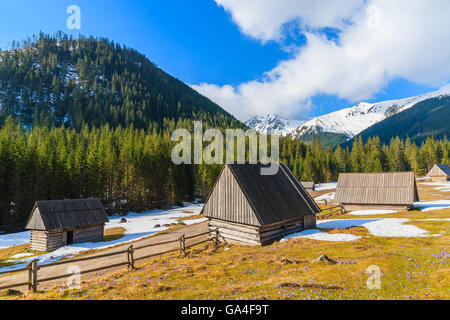 Capanne di legno sul prato con crocus in fiore fiori in valle Chocholowska, Monti Tatra, Polonia Foto Stock