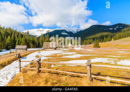 Staccionata in legno sul prato con crocus in fiore fiori in valle Chocholowska e capanne in background, Monti Tatra, Polonia Foto Stock