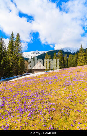 Crochi in valle Chocholowska in primavera, Monti Tatra, Polonia Foto Stock