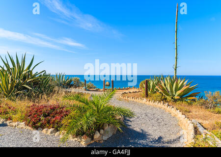 Passeggiata costiera con piante tropicali su Praia da rocha beach nella città di Portimao, Portogallo Foto Stock