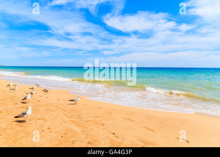 Gabbiani sulla spiaggia sabbiosa di Armacao de Pera village, regione di Algarve, PORTOGALLO Foto Stock