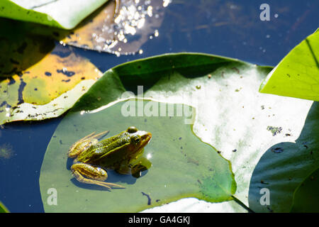 Schrems Pond Frog ( Pelophylax kl . Esculentus Pelophylax esculentus ' ' o ' Rana esculenta ' ) su lily pad nel parco naturale Foto Stock