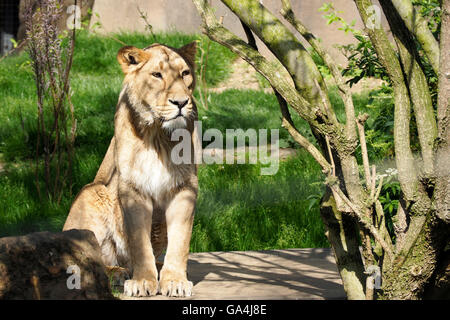 Leonessa asiatica Foto Stock