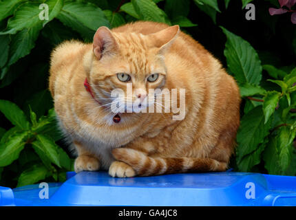 Lo zenzero Gatto sdraiato sulla parte superiore blu di un bidone con ruote Foto Stock