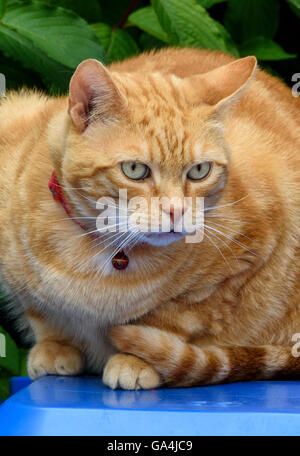 Lo zenzero Gatto sdraiato sulla parte superiore blu di un bidone con ruote Foto Stock